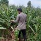 Dari Lahan Kosong Jadi Produktif, Bhabinkamtibmas BP Peliung Pantau Jagung di Pulau Negara