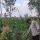 Pantau Lahan Jagung Satu Hektare, Polsek BP Peliung Dorong Pemanfaatan Lahan Kosong