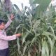 Kanit Bimas BP Peliung Cek Tanaman Jagung, Pastikan Lahan Kosong Tetap Produktif