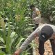 Bhabinkamtibmas BP Peliung Cek Jagung di Banu Mas, Dorong Lahan Kosong Jadi Sumber Pangan