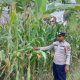 Kanit Bimas BP Peliung Kawal Budidaya Jagung di Pulau Negara, Lahan Kosong Dioptimalkan