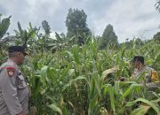 Bhabinkamtibmas BP Peliung Pantau Jagung di Lahan Ketahanan Pangan Desa Banu Mas