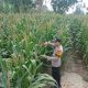 Bhabinkamtibmas BP Peliung Cek Lahan Jagung Satu Hektare di Desa Saung