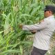 Pemanfaatan Lahan Kosong Jadi Kebun Jagung, Polsek BP Peliung Lakukan Pemantauan di Pulau Negara