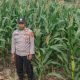Kanit Bimas BP Peliung Dampingi Pemanfaatan Lahan Kosong untuk Tanaman Jagung