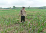 Bhabinkamtibmas Polsek MDS I Cek Lahan Jagung 1 Hektare di Bangsa Negara