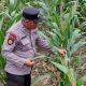 Polsek BP Peliung Kawal Pertumbuhan Jagung di Lahan Kosong Desa Negeri Agung