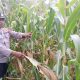 Aipda Faryadin Cek Lahan Jagung Satu Hektare di Desa Saung