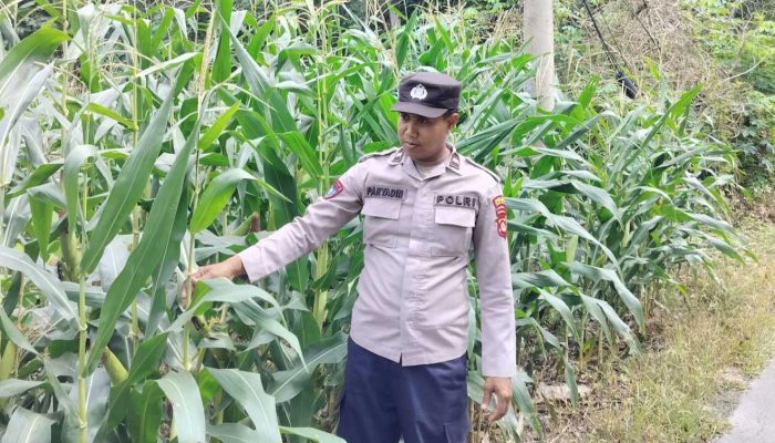 Aipda Faryadin Pantau Tanaman Jagung di Lahan Ketahanan Pangan BP Peliung