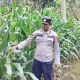 Aipda Faryadin Pantau Tanaman Jagung di Lahan Ketahanan Pangan BP Peliung