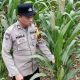Bhabinkamtibmas Polsek BP Peliung Pantau Jagung di Lahan Ketahanan Pangan Desa Negeri Agung