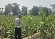 Dorong Ketahanan Pangan, Polsek BP Peliung Rutin Pantau Pertumbuhan Jagung di Lahan 1 Hektare