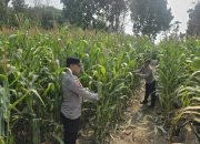 Bhabinkamtibmas Polsek BP Peliung Pantau Jagung di Lahan 1 Hektare, Dorong Warga Manfaatkan Lahan Kosong