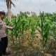Jaga Produktivitas Lahan, Polsek BP Peliung Rutin Pantau Pertumbuhan Jagung di Desa Bantan