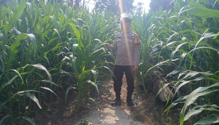 Bhabinkamtibmas Polsek BP Peliung Pantau Jagung di Desa Saung, Dorong Lahan Kosong Lebih Produktif