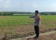 Polsek Madang Suku I Dorong Kemandirian Pangan Desa Lewat Pendampingan Pertanian Warga