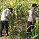 Dukung Ketahanan Pangan Nasional, Bhabinkamtibmas Polsek BP Peliung Pantau Pertumbuhan Jagung di Lahan 1 Hektare