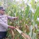 Optimalkan Lahan Kosong, Kanit Binmas Polsek BP Peliung Pantau Tanaman Jagung di Desa Saung