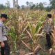 Dukung Ketahanan Pangan Nasional, Bhabinkamtibmas Polsek BP Peliung Pantau Tanaman Jagung di Lahan 1 Hektare