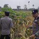 Dukung Ketahanan Pangan, Bhabinkamtibmas Polsek BP Peliung Pantau Tanaman Jagung di Desa Pahang Asri