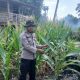 Dukung Ketahanan Pangan Nasional, Kanit Binmas Polsek BP Peliung Pantau Tanaman Jagung di Banu Mas