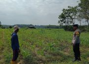 Dukung Ketahanan Pangan Nasional, Bhabinkamtibmas Polsek Madang Suku I Cek Lahan Jagung di Bangsa Negara