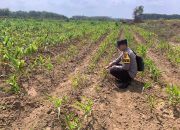 Dukung Ketahanan Pangan Nasional, Bhabinkamtibmas Polsek Belitang II Pantau Lahan Jagung di Rejosari