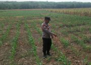 Dukung Ketahanan Pangan, Polsek Madang Suku I Cek Lahan Jagung di Desa Jatisari