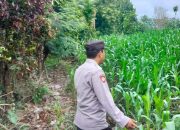 Kasium Polsek BP Peliung Aipda Dedy Darmanto Cek Lahan Baru 1 Hektar Milik Petani Firman di Desa Bantan Dukung Program Presiden & Kapolri