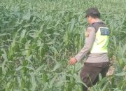 Tak Mau Ketinggalan, Bhabinkamtibmas Aipda Barlin Kontrol Lahan Jagung 1 Hektar Desa Bantan Dukung Swasembada Pangan