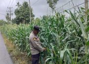 Bhabinkamtibmas Polsek BP Peliung Aipda Haryadi Rutin Kontrol Kebun Jagung 1 Hektar di Bantan Pelita Dukung Asta Cita Presiden