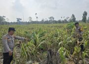 Dukung Program Pangan Nasional, Polsek BP Peliung Sulap Lahan Kosong 1 Hektar Jadi Kebun Jagung Produktif