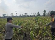 Brigpol ke Bantan Pelita, Bripka Hendrawan Cek Lahan Jagung 1 Hektar di Desa Bantan: Polsek BP Peliung Komitmen Jaga Ketahanan Pangan