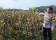 Dukung Ketahanan Pangan, Bhabinkamtibmas Polsek MDS I Cek Lahan Jagung di Bangsa Negara