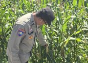 Perkuat Ketahanan Pangan di Bandar Jaya dan Bantan, Kanit Binmas Polsek BP Peliung Kawal Pertumbuhan Tanaman Jagung