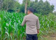 Dukung Swasembada Pangan, Bhabinkamtibmas Polsek BP Peliung Pantau Kebun Jagung 1 Hektare di Negeri Pakuan