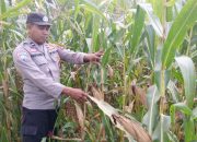 Optimalkan Lahan Tidur di Desa Saung, Kanit Binmas Polsek BP Peliung Tinjau Kebun Jagung Ketahanan Pangan