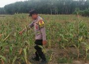 Perkuat Ketahanan Pangan Lokal, Personel Polsek Madang Suku I Sambangi Lahan Pertanian Warga
