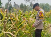 Polsek BP Peliung Pantau Pertumbuhan Jagung di Bantan, Optimalkan Lahan untuk Ketahanan Pangan