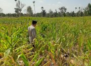 Optimalkan Lahan Kosong, Aipda Dedi Darmanto Pantau Pertumbuhan Jagung di Desa Bantan