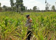 Dorong Ketahanan Pangan, Bhabinkamtibmas Polsek BP Peliung Pantau Tanaman Jagung di Bantan Pelita