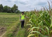 Dukung Program Ketahanan Pangan Nasional, Polsek Madang Suku I Cek Laporan Pertanian Jagung di Bangsa Negara