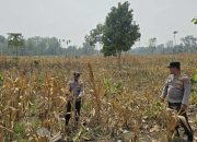 Dukung Program Pangan Nasional, Polsek BP Peliung Rutin Pantau Perkembangan Tanaman Jagung di Lahan Binaan