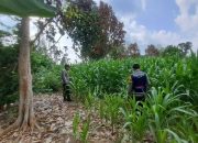 Perkuat Program Pangan Nasional, Kasium Polsek BP Peliung Tinjau Perkembangan Lahan Jagung di Desa Bantan