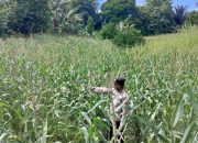 Kawal Swasembada Pangan di Desa Negeri Agung, Kanit Binmas Polsek BP Peliung Cek Perkembangan Tanaman Jagung