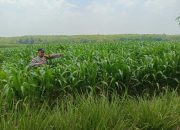 Dukung Ketahanan Pangan, Bhabinkamtibmas Polsek Madang Suku I Cek Perkembangan Tanaman Jagung di Bangsa Negara