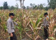 Dukung Ketahanan Pangan Nasional, Bhabinkamtibmas Polsek BP Peliung Cek Perkembangan Jagung