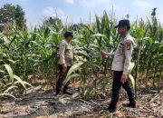 Sukseskan Program Pangan Nasional, Polsek BP Peliung Optimalkan Lahan Kosong Untuk Tanam Jagung