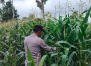 Dukung Ketahanan Pangan, Kanit Patroli Polsek BP Peliung Pantau Pertumbuhan Jagung di Pulau Negara
