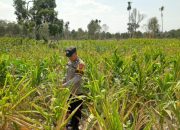 Dukung Swasembada Pangan, Brigpol Ferdy Pantau 1 Hektar Lahan Jagung di Bantan